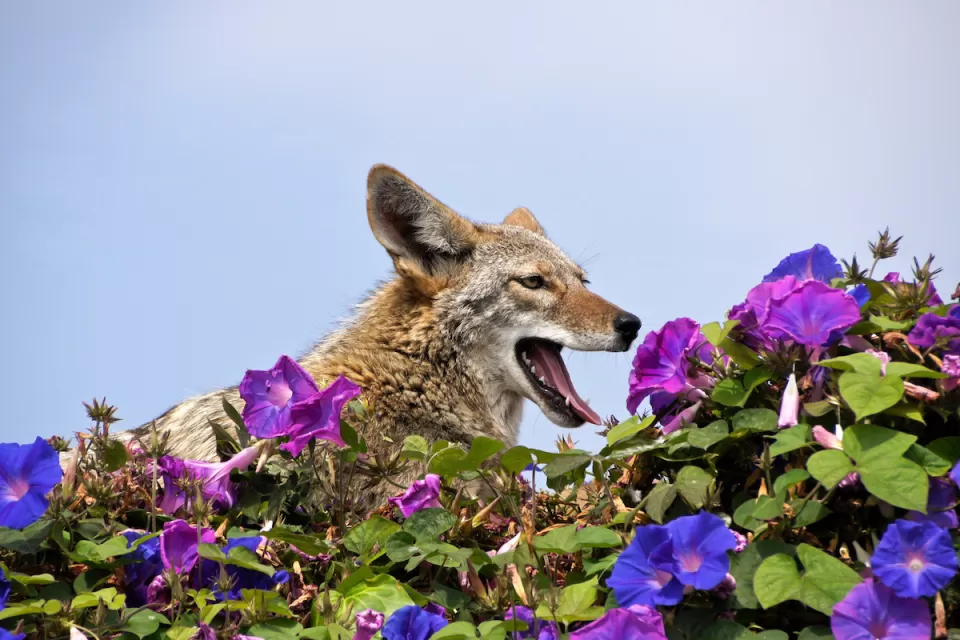 Coyote resting (and yawning) on top of wall covered in morning glories, Huntington Beach, Orange County, California.